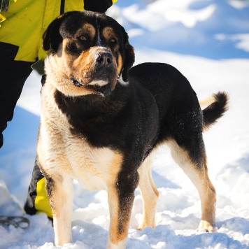 Собаки в добрые руки - Геркулес - 2