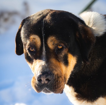 Собаки в добрые руки - Геркулес - 3