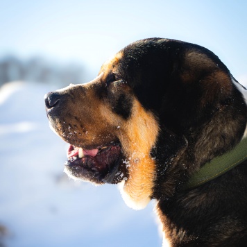 Собаки в добрые руки - Геркулес - 4