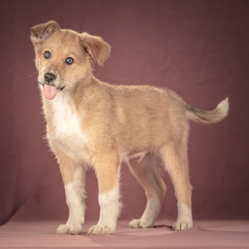 Собаки в добрые руки - Матео - 1