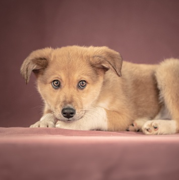 Собаки в добрые руки - Матео - 2