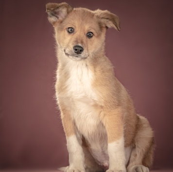 Собаки в добрые руки - Матео - 3