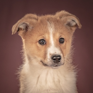 Собаки в добрые руки - Рейна