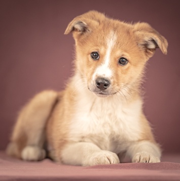 Собаки в добрые руки - Рейна - 1