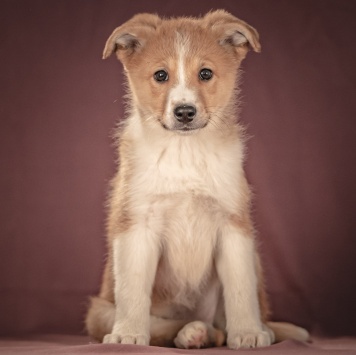 Собаки в добрые руки - Рейна - 2