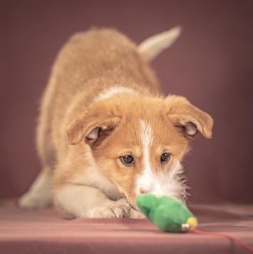 Собаки в добрые руки - Рейна - 4