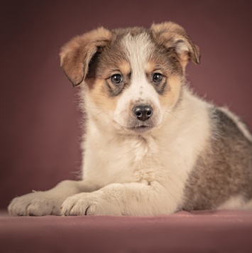 Буэно - Собаки в добрые руки