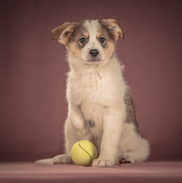 Собаки в добрые руки - Буэно - 1