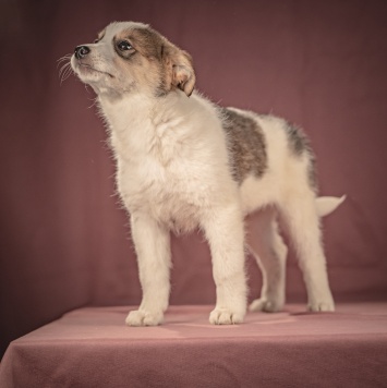 Собаки в добрые руки - Буэно - 2