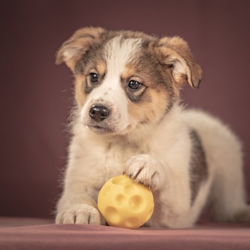 Собаки в добрые руки - Буэно - 4