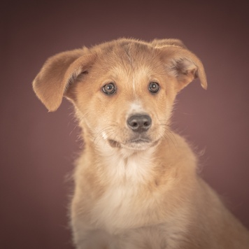 Вьенто - Собаки в добрые руки