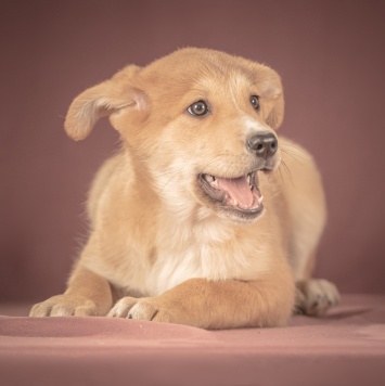 Собаки в добрые руки - Вьенто - 1