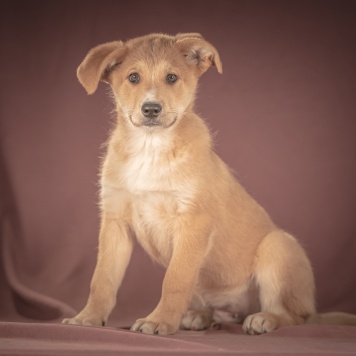 Собаки в добрые руки - Вьенто - 2