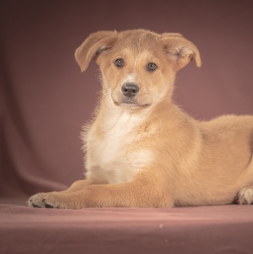 Собаки в добрые руки - Вьенто - 3