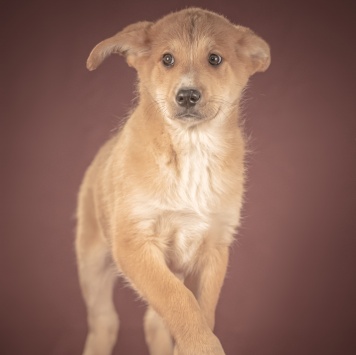 Собаки в добрые руки - Вьенто - 4