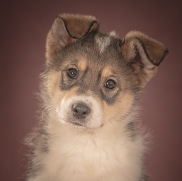 Зорро - Собаки в добрые руки