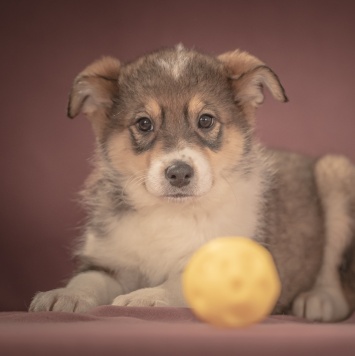 Собаки в добрые руки - Зорро - 1