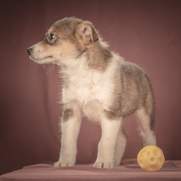 Собаки в добрые руки - Зорро - 3