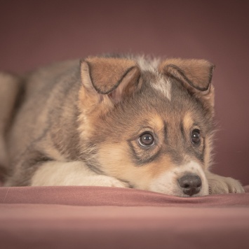 Собаки в добрые руки - Зорро - 4