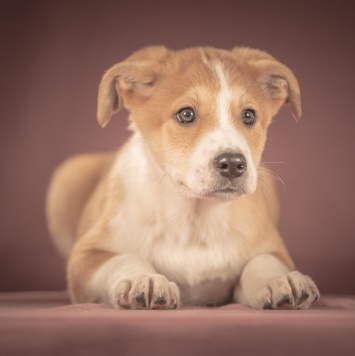 Собаки в добрые руки - Амиго