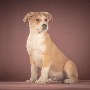 Собаки в добрые руки - Амиго - 1