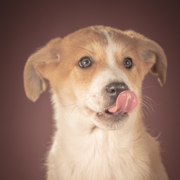 Собаки в добрые руки - Амиго - 2