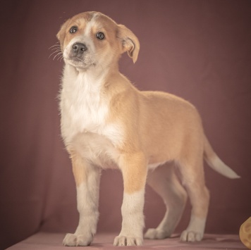 Собаки в добрые руки - Амиго - 3