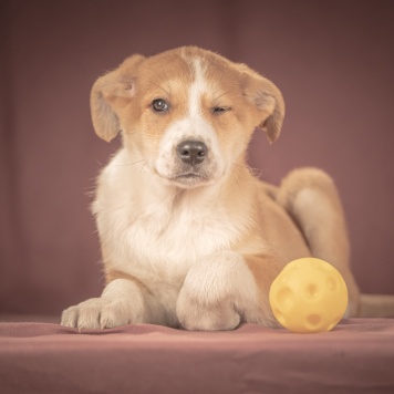 Собаки в добрые руки - Амиго - 4