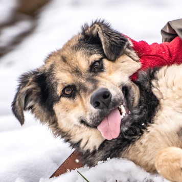 Собаки в добрые руки - Патрик