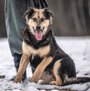 Собаки в добрые руки - Патрик - 1