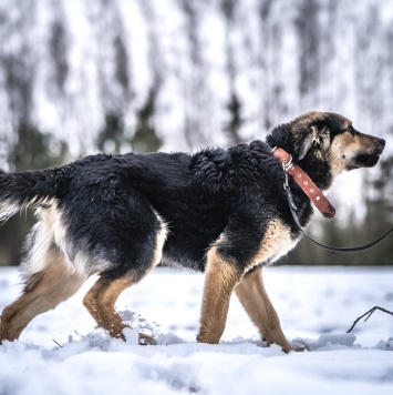Собаки в добрые руки - Патрик - 2