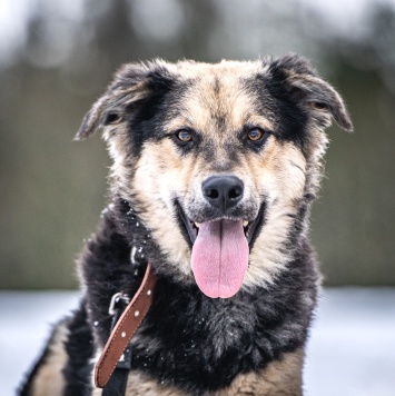 Собаки в добрые руки - Патрик - 3