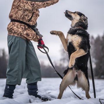 Собаки в добрые руки - Патрик - 4