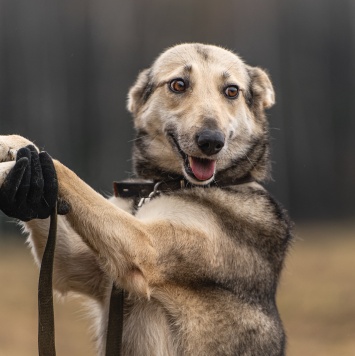 Собаки в добрые руки - Кэти
