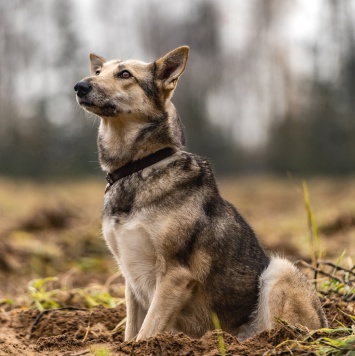 Собаки в добрые руки - Кэти - 1