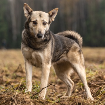 Собаки в добрые руки - Кэти - 2
