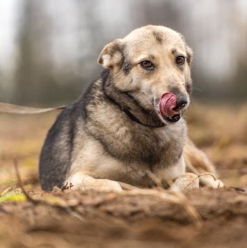 Собаки в добрые руки - Кэти - 3