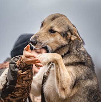Собаки в добрые руки - Кэти - 4