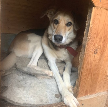 Собаки в добрые руки - Ладушка