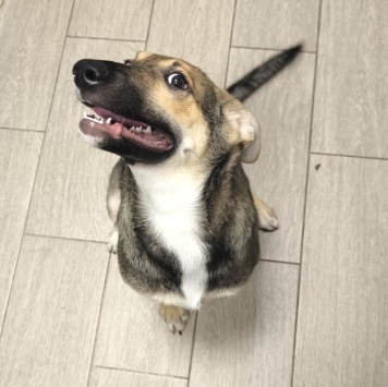 Собаки в добрые руки - Никусенька - 1