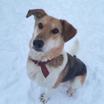 Собаки в добрые руки - Ладушка - 1