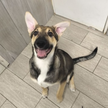 Собаки в добрые руки - Никусенька - 2