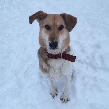 Собаки в добрые руки - Ладушка - 2