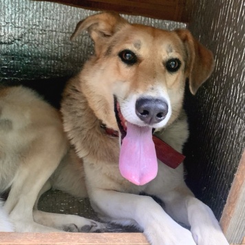 Собаки в добрые руки - Ладушка - 3