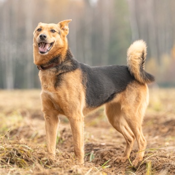 Эрика - Собаки в добрые руки