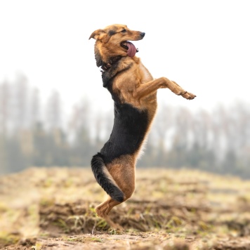 Собаки в добрые руки - Эрика - 2