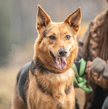 Собаки в добрые руки - Эрика - 3