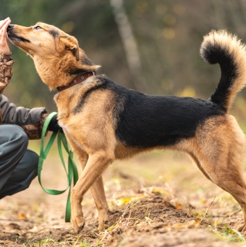 Собаки в добрые руки - Эрика - 4