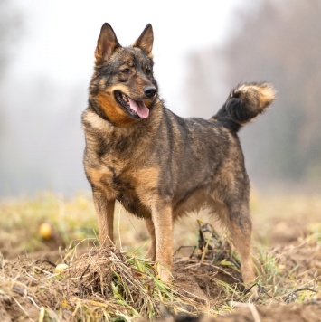 Собаки в добрые руки - Альма