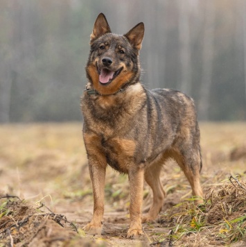 Собаки в добрые руки - Альма - 1